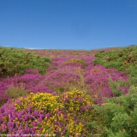 Buy canvas prints of  wild heather in jersey by carl blake