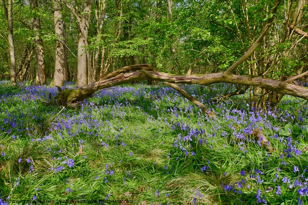 blue bell wood Picture Board by carl blake