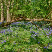 Buy canvas prints of blue bell wood by carl blake