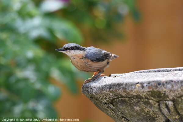 young nuthatch Picture Board by carl blake