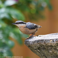 Buy canvas prints of young nuthatch by carl blake