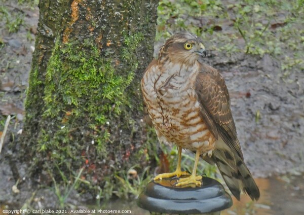 female sparrowhawk Picture Board by carl blake