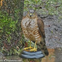 Buy canvas prints of A hawk standing on a garden lamp by carl blake