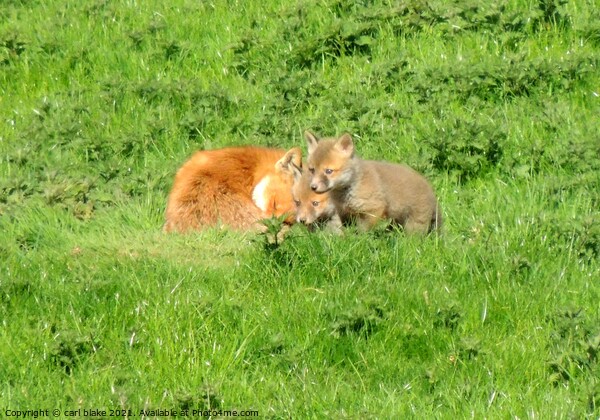 fox with cubs Picture Board by carl blake