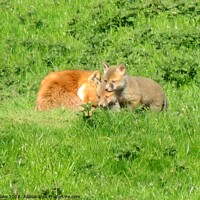 Buy canvas prints of fox with cubs by carl blake
