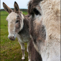 Buy canvas prints of Donkeys by claire lukehurst