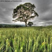 Buy canvas prints of Tree by nick hirst