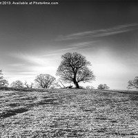 Buy canvas prints of Trees by nick hirst