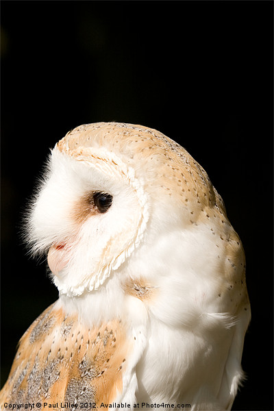 Barn Owl (Tyto alba) Picture Board by Digitalshot Photography