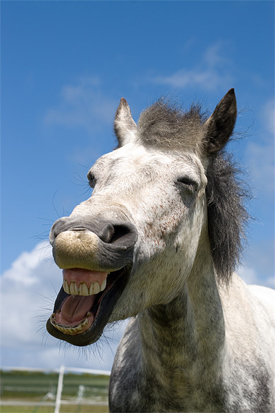 Laughing Connemara pony Picture Board by Digitalshot Photography