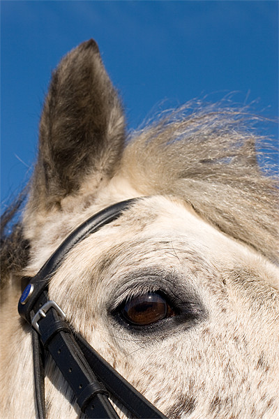 Majestic Connemara Pony Under the Clear Blue Sky Picture Board by Digitalshot Photography