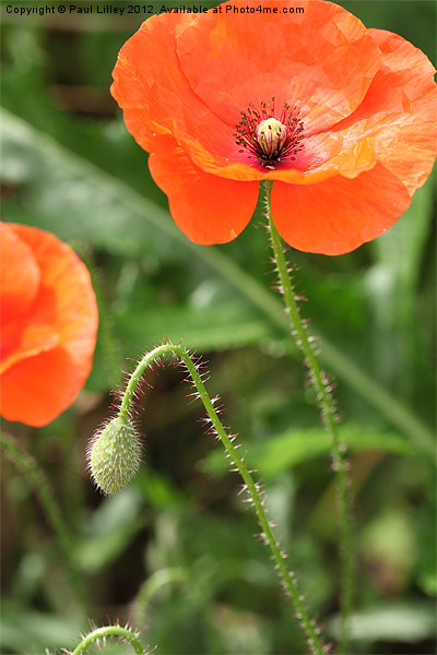 Vibrant Norfolk Poppies Picture Board by Digitalshot Photography