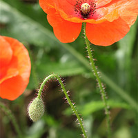 Buy canvas prints of Vibrant Norfolk Poppies by Digitalshot Photography