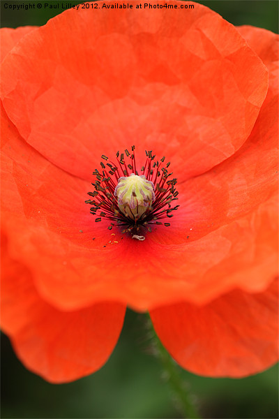 Vibrant Red Poppy Blooming in Norfolk Picture Board by Digitalshot Photography