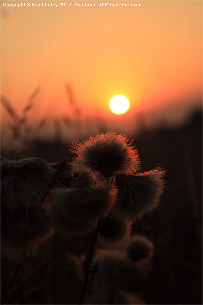 Thistles at Sunset Picture Board by Digitalshot Photography