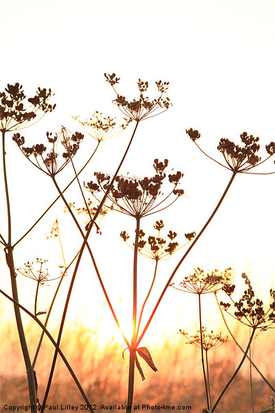 Cow Parsley (Keck) at Sunset. Picture Board by Digitalshot Photography