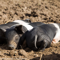 Buy canvas prints of Three Little Piggies by Digitalshot Photography
