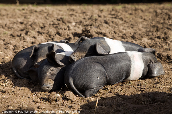 Lazy Little Pigs! Picture Board by Digitalshot Photography