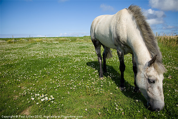 Majestic Connemara Pony Grazing in a Lush Field Picture Board by Digitalshot Photography