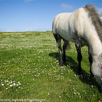 Buy canvas prints of Majestic Connemara Pony Grazing in a Lush Field by Digitalshot Photography