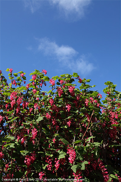 Flowering Current Picture Board by Digitalshot Photography