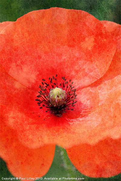 Norfolks Vintage Poppy Picture Board by Digitalshot Photography