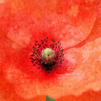 Buy canvas prints of Norfolks Vintage Poppy by Digitalshot Photography