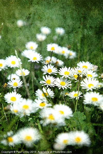 A Dazzling English Daisy Picture Board by Digitalshot Photography