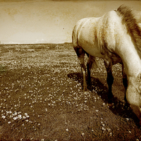 Buy canvas prints of Majestic Grey Pony by Digitalshot Photography