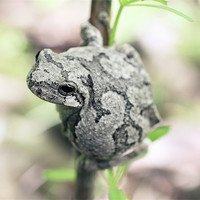 Buy canvas prints of Perched Grey Tree Frog by Rachel Webb