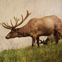 Buy canvas prints of Elk on a Hill by Rachel Webb