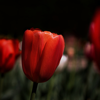 Buy canvas prints of  Red Tulips by Rachel Webb