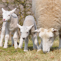 Buy canvas prints of Spring Lambs by Fiona Geldard