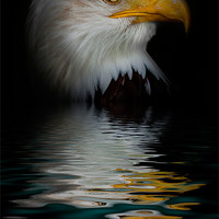 Buy canvas prints of bald eagle iPhone Case by pixelviii Photography