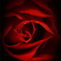 Buy canvas prints of Red Rose IPhone Case by pixelviii Photography