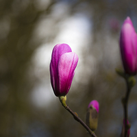 Buy canvas prints of  Spring Floral 4 - Magnolia by Matthew Bruce