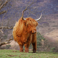 Buy canvas prints of Highland Cattle by james green