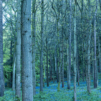 Buy canvas prints of Bluebell Woods by Philip Pound