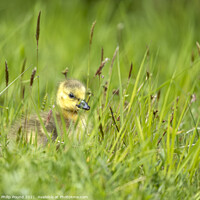 Buy canvas prints of Gosling in the grass by Philip Pound
