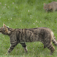 Buy canvas prints of A Scottish Wildcat walking on grass by Philip Pound