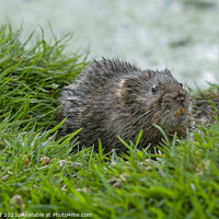 Buy canvas prints of Water vole on a grassy bank near a river by Philip Pound