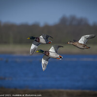 Buy canvas prints of Three Mallard Ducks in flight by Philip Pound