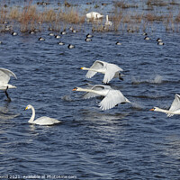 Buy canvas prints of Whooper and Mute Swan taking off by Philip Pound