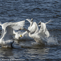 Buy canvas prints of Whooper Swans Fighting by Philip Pound