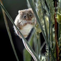 Buy canvas prints of Harvest Mouse by Philip Pound