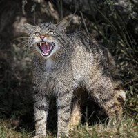 Buy canvas prints of Scottish Wildcat Snarling by Philip Pound