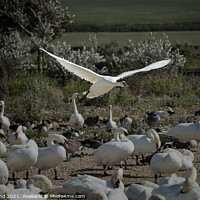 Buy canvas prints of  Mute Swan Landing by Philip Pound