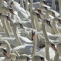 Buy canvas prints of Mute Swans by Philip Pound