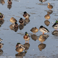 Buy canvas prints of Mallard Ducks on Melting Ice by Philip Pound