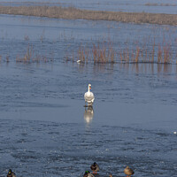 Buy canvas prints of Mute swan walking on ice towards mallard ducks by Philip Pound